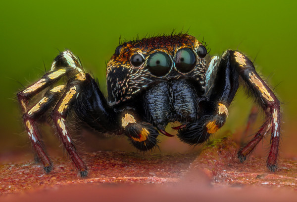 12312 123 123 123 123